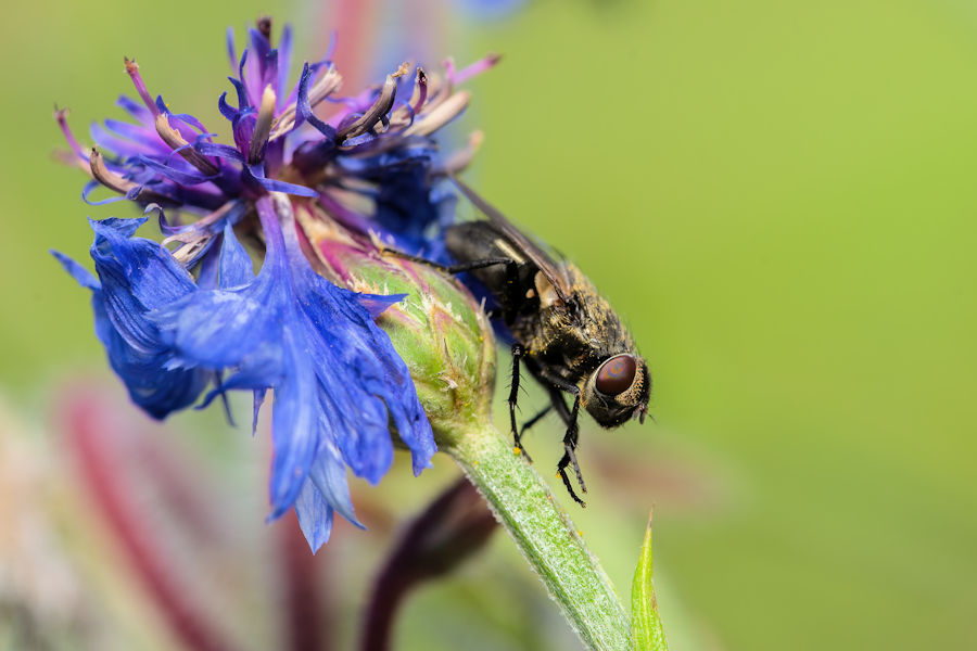 Fliege an einer Kornblume