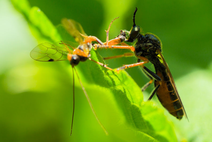 Fliege beim Essen