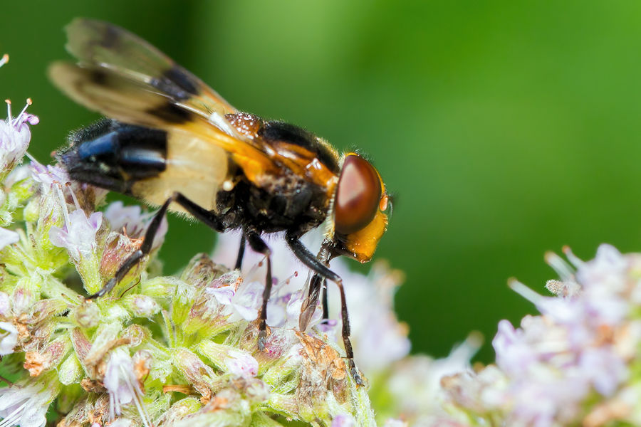 Gemeine Waldschwebfliege