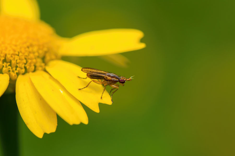 Hornfliege