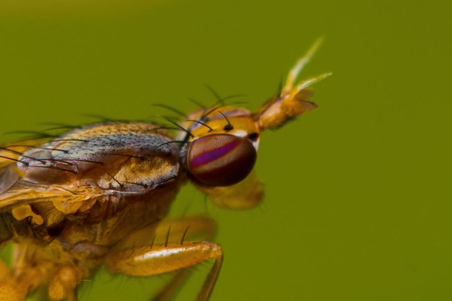 Hornfliege