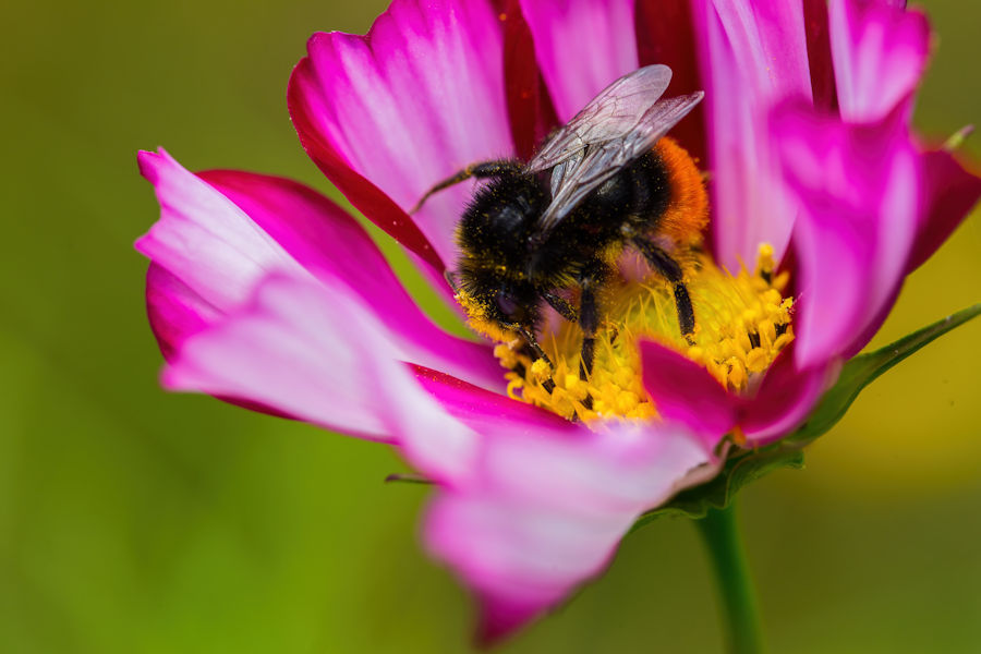 Hummel