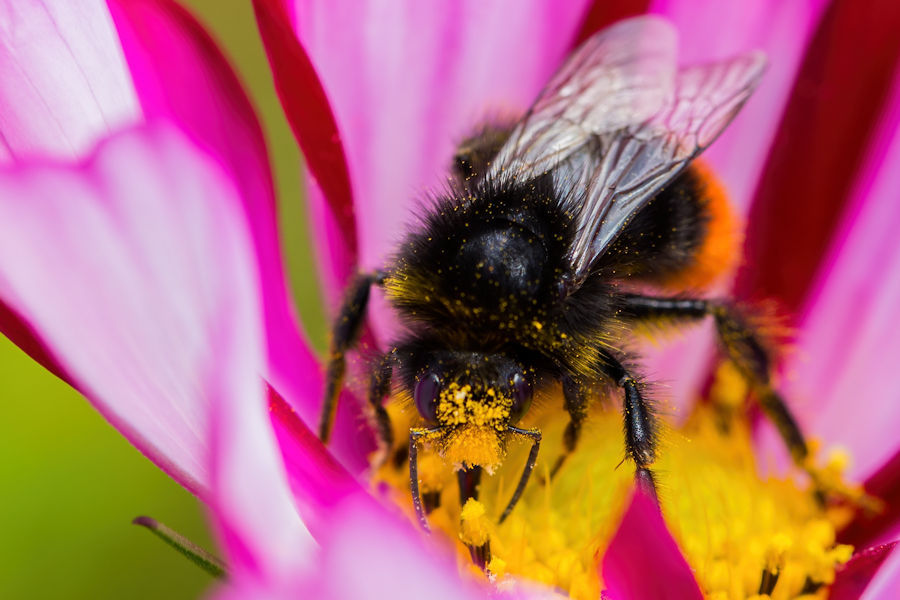 Hummel