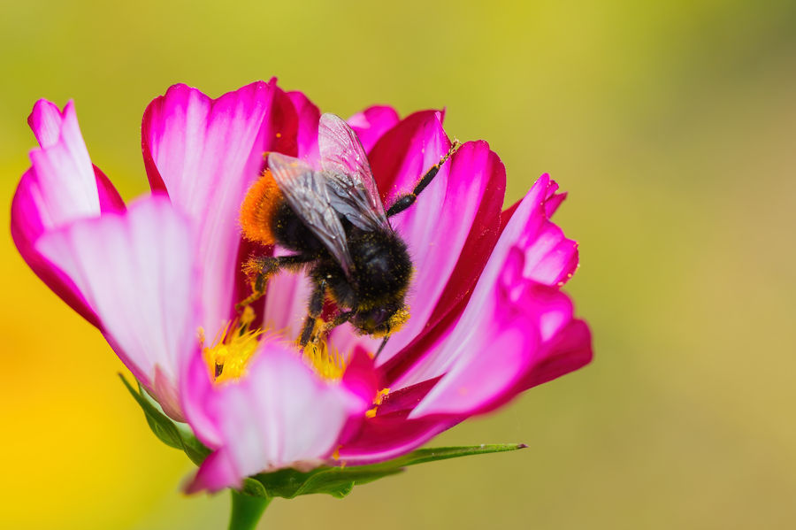 Hummel