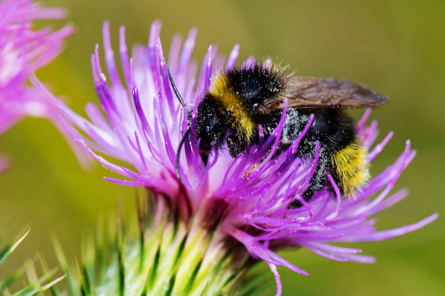 Hummel an einer Distelblüte