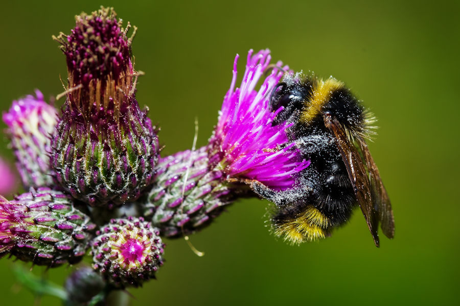 Hummel an einer Distelblüte
