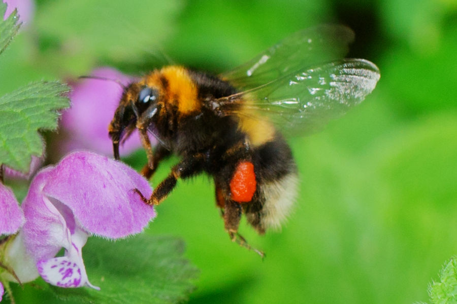 Hummel an einer Taubnessel