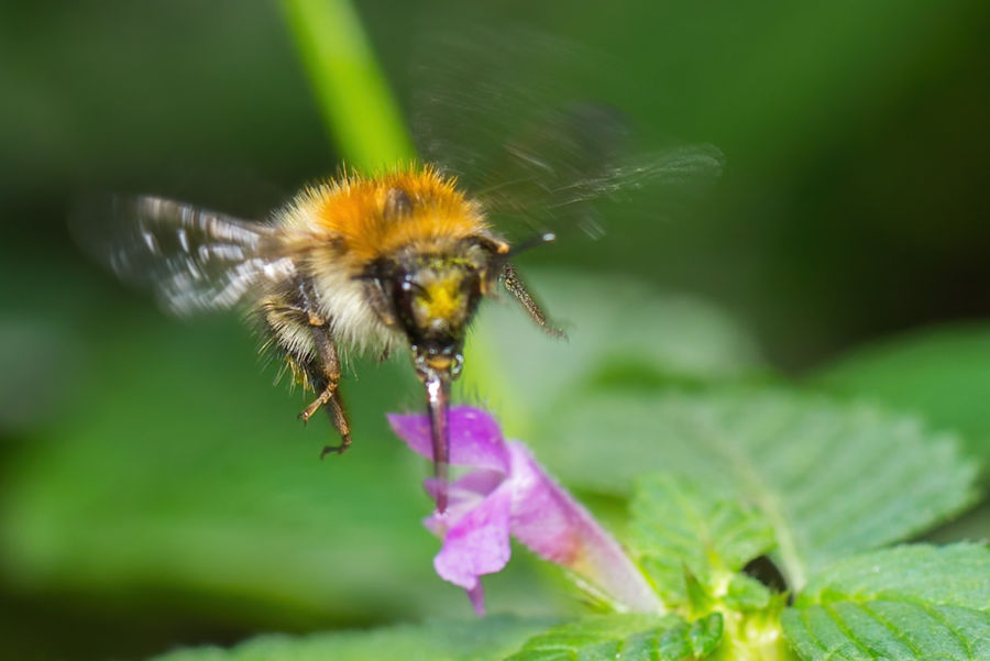 Hummel an einer Taubnessel