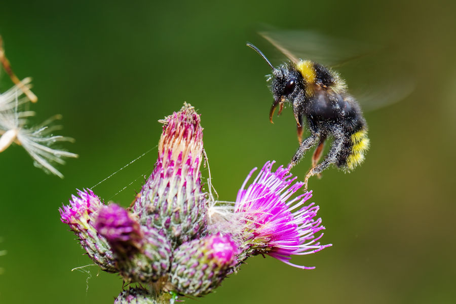 Hummel beim Abflug von einer Distelblüte