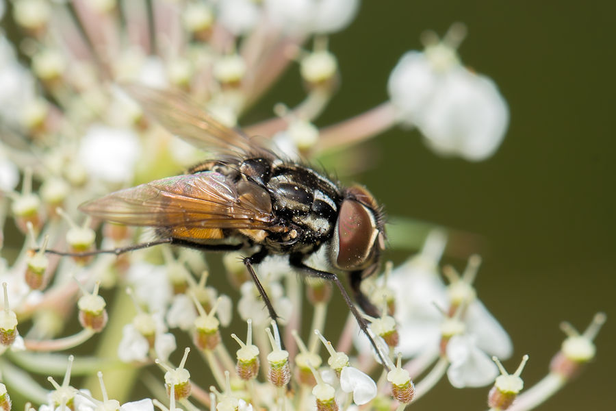 Rotgefleckte Raupenfliege