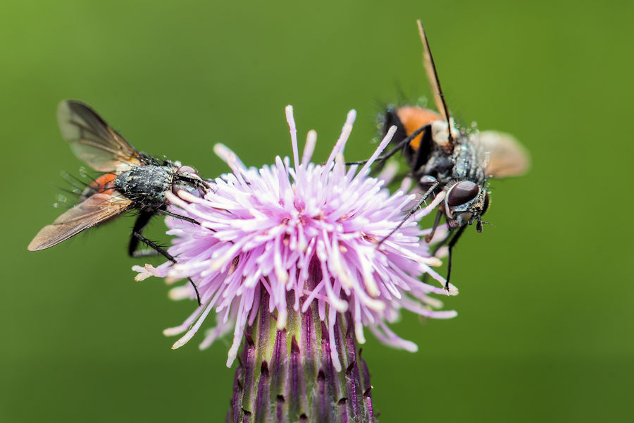 Rotgefleckte Raupenfliegen auf einer Distelblüte
