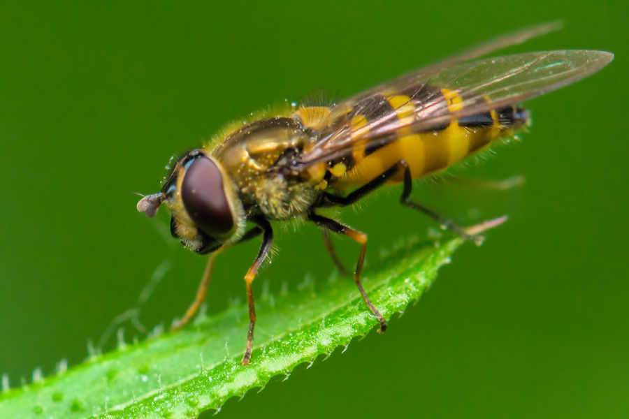 Schwebefliege