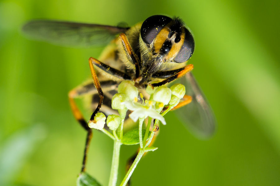Schwebefliege