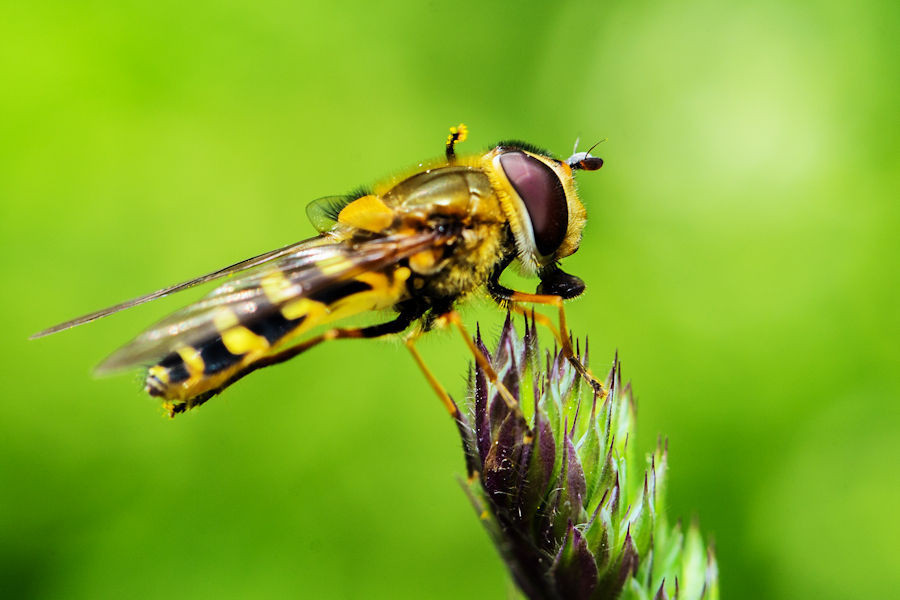 Schwebefliege