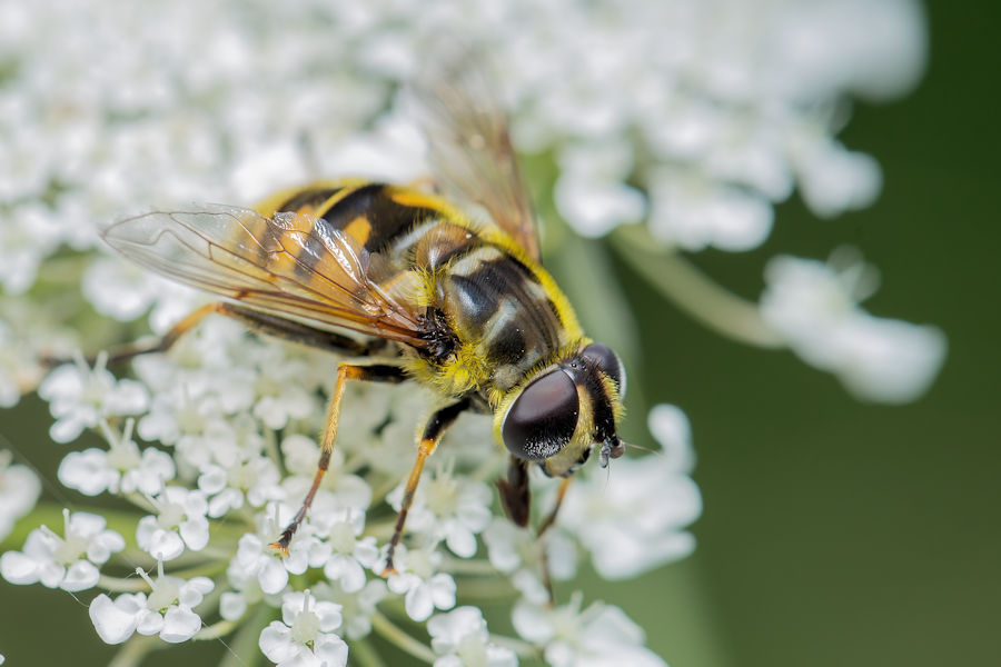 Schwebefliege