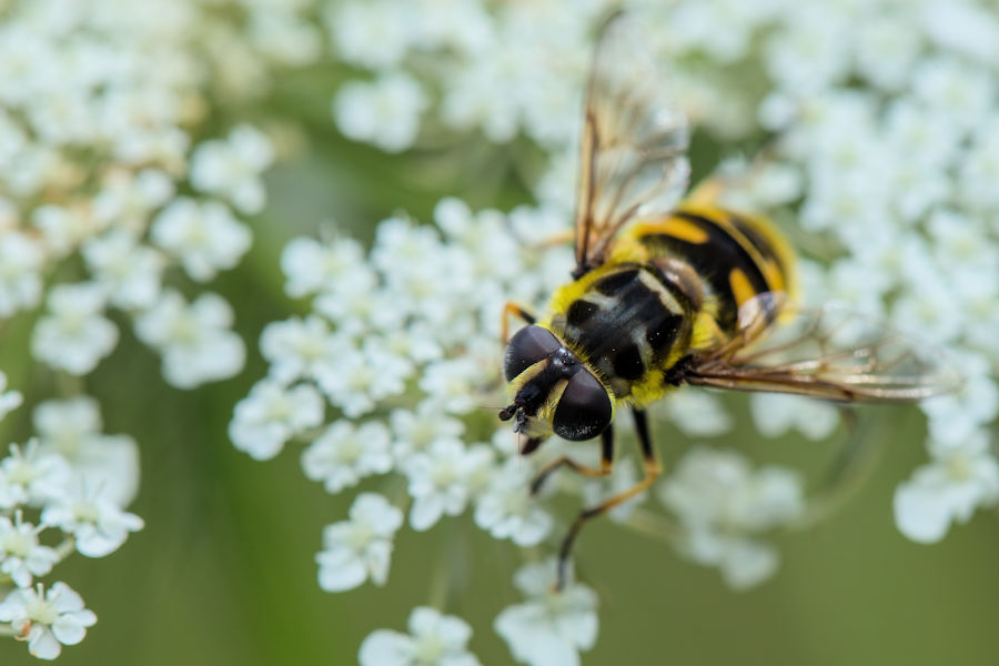 Schwebefliege