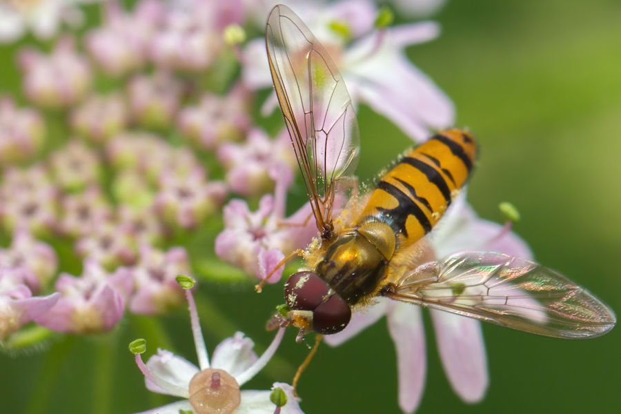 Schwebefliege