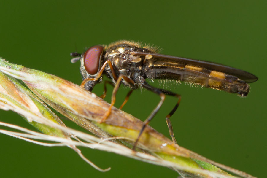 Schwebefliege