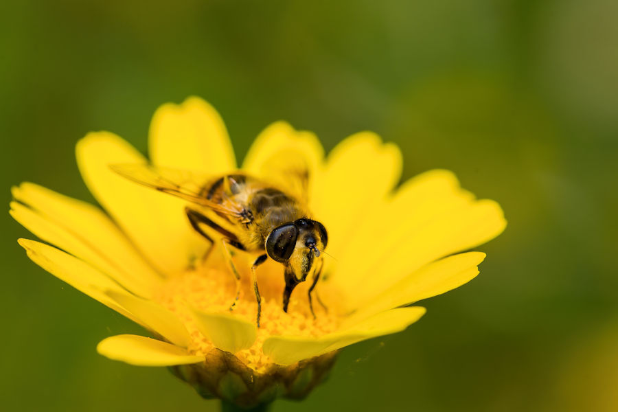 Schwebefliege
