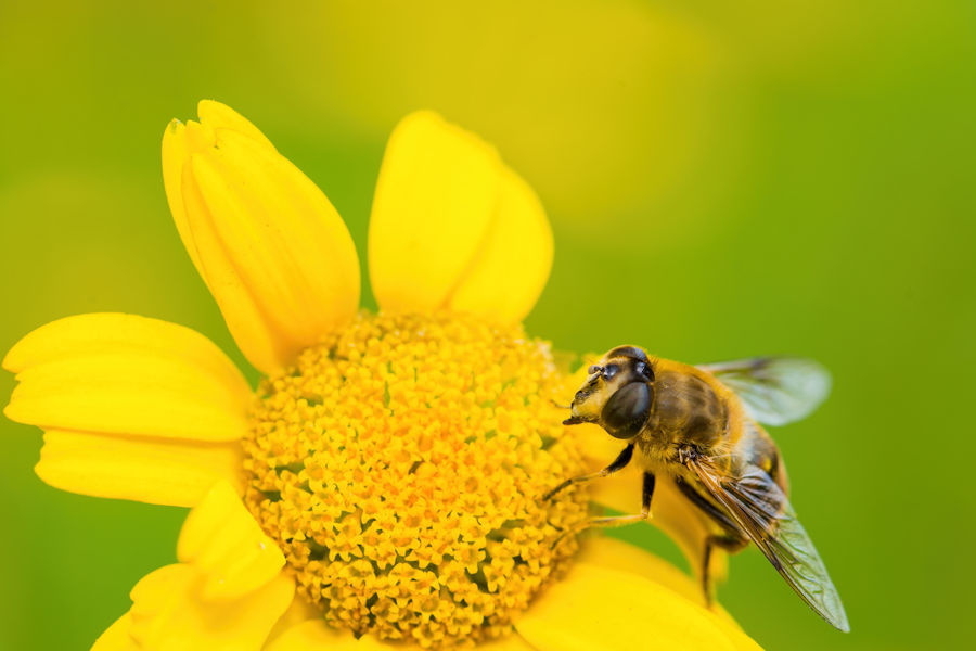 Schwebefliege