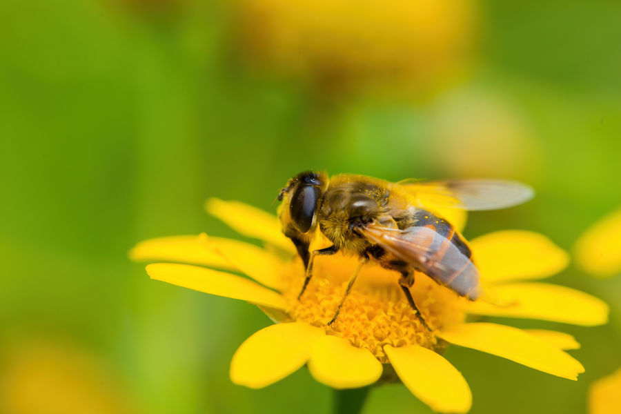 Schwebefliege