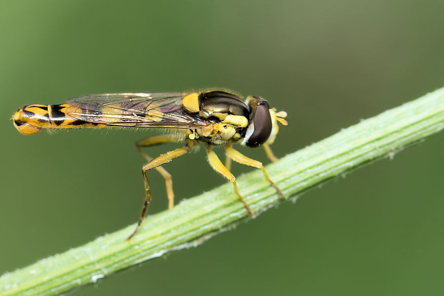 Schwebefliege