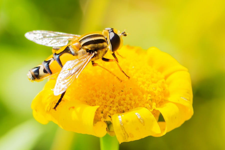 Schwebefliege
