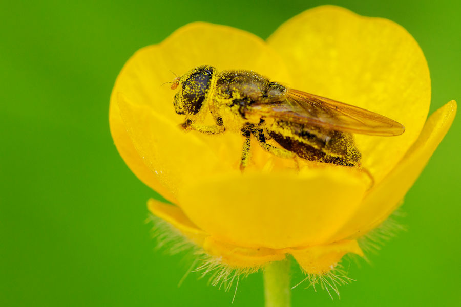 Schwebefliege mit Blütenpollen bedeckt in einer Butterblumenblüte