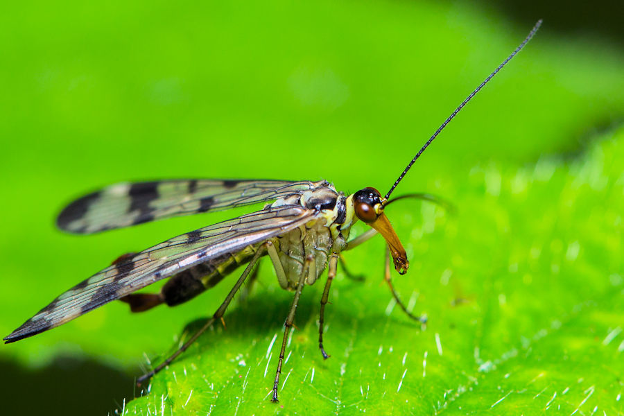 Skorpionsfliege