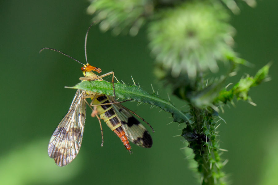 Skorpionsfliege