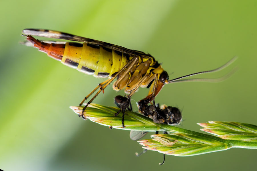 Skorpionsfliege beim Essen einer Fliege