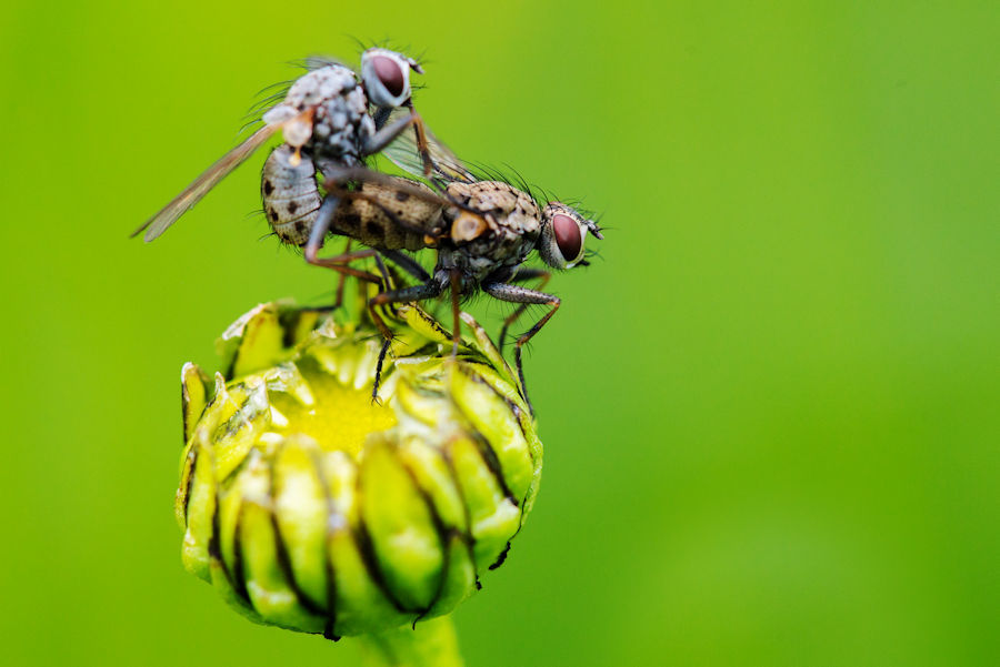 Zwei Fliegen