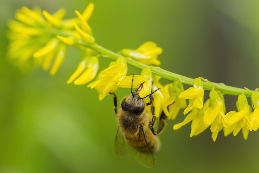 fleissige Biene