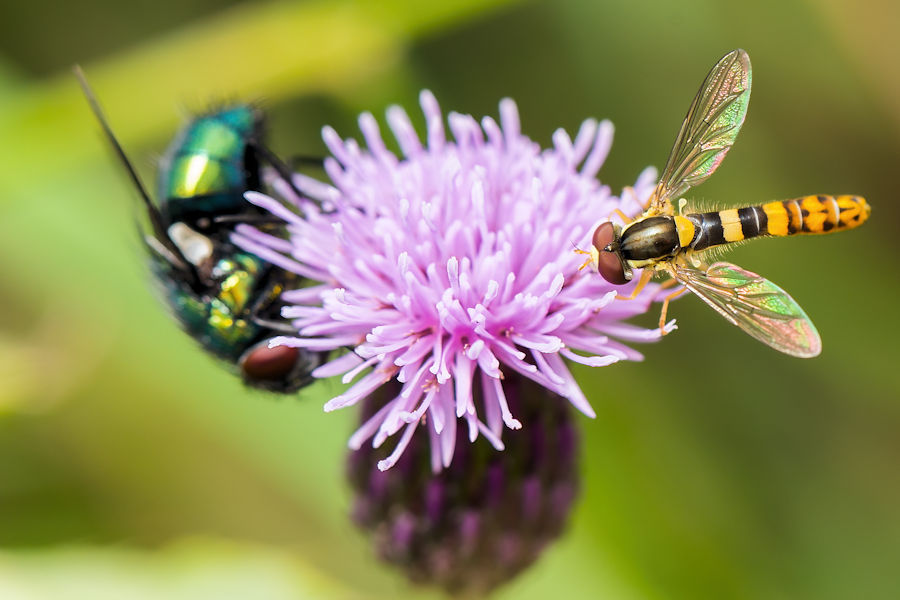 zwei Fliegen auf einer Distelblüte