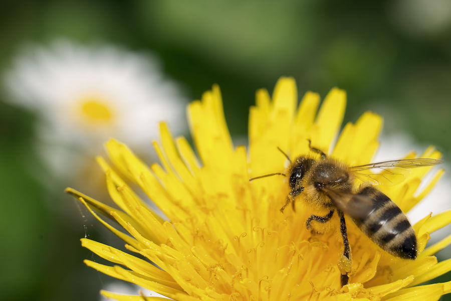 Biene auf einer Löwenzahnblüte