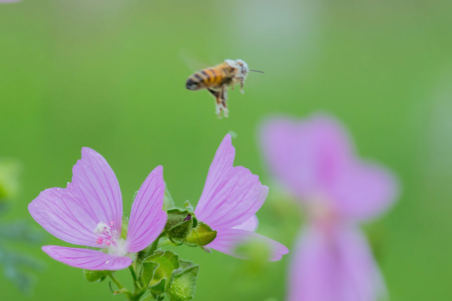 Biene beim Abflug