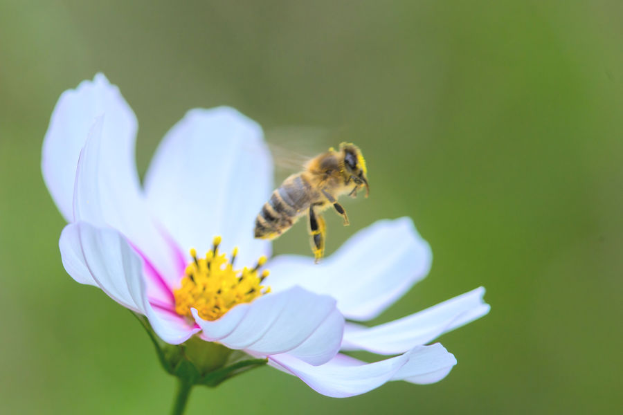 Biene beim Abflug