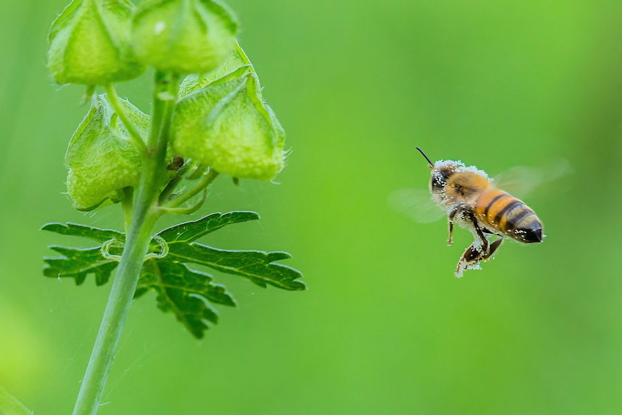 Biene im Flug
