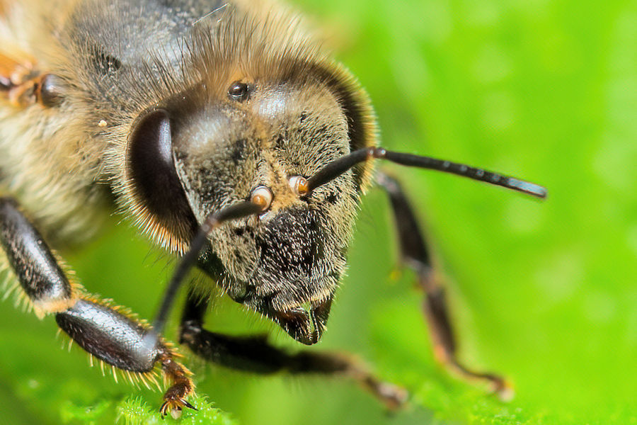 Bienenkopf