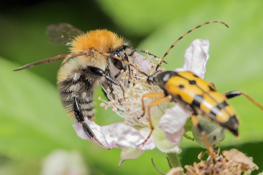 Die Hummel und der Käfer