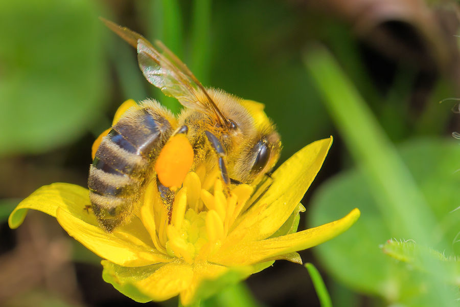 Fleissige Biene