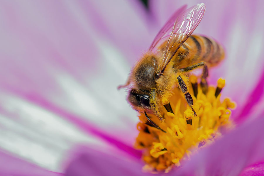 Fleissige Biene