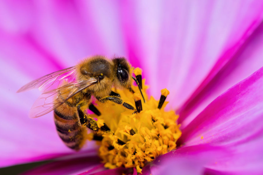 Fleissige Biene