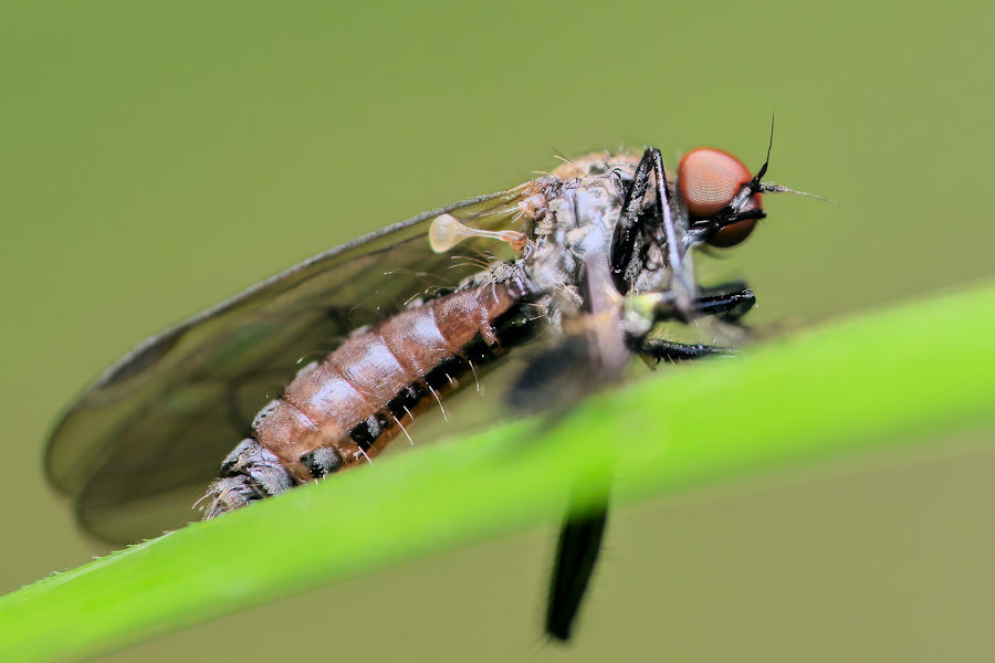 Fliege