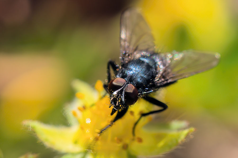 Fliege