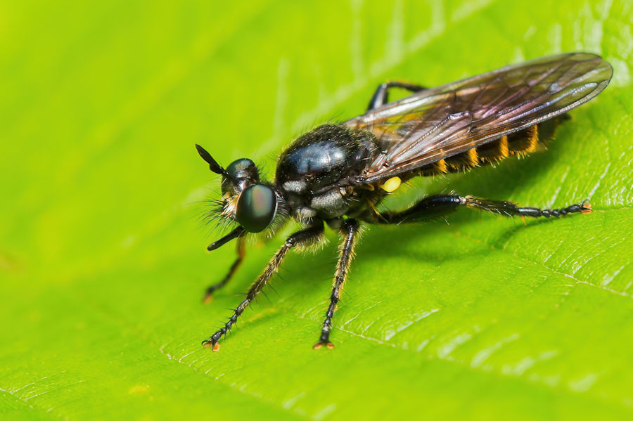 Fliege