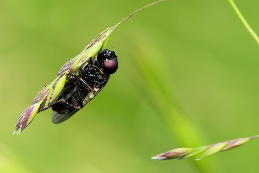 Fliege