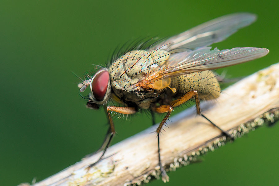 Fliege
