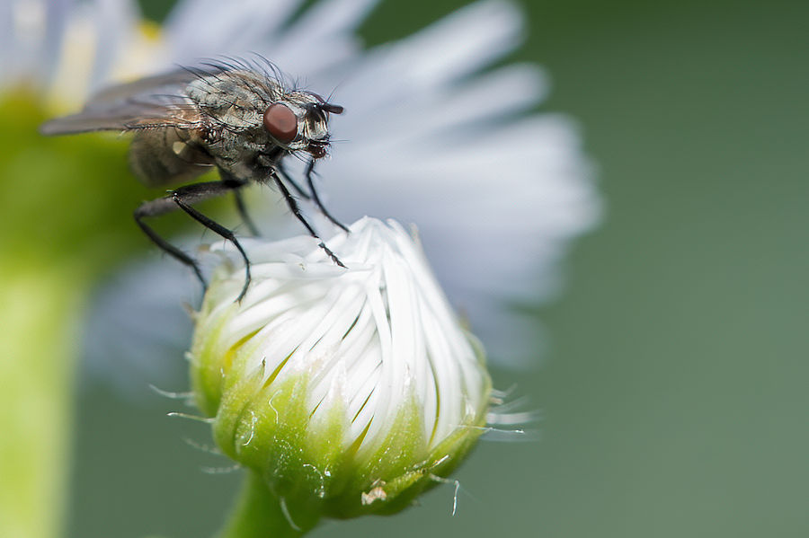 Fliege