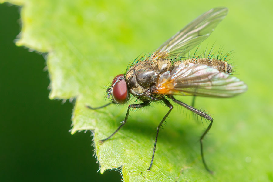 Fliege